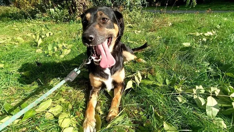 HLEDÁME PÁNÍČKA: Charlie, Akinka a Endy čekají v Javorníku na nový domov. Jsou to pohodoví pejsci