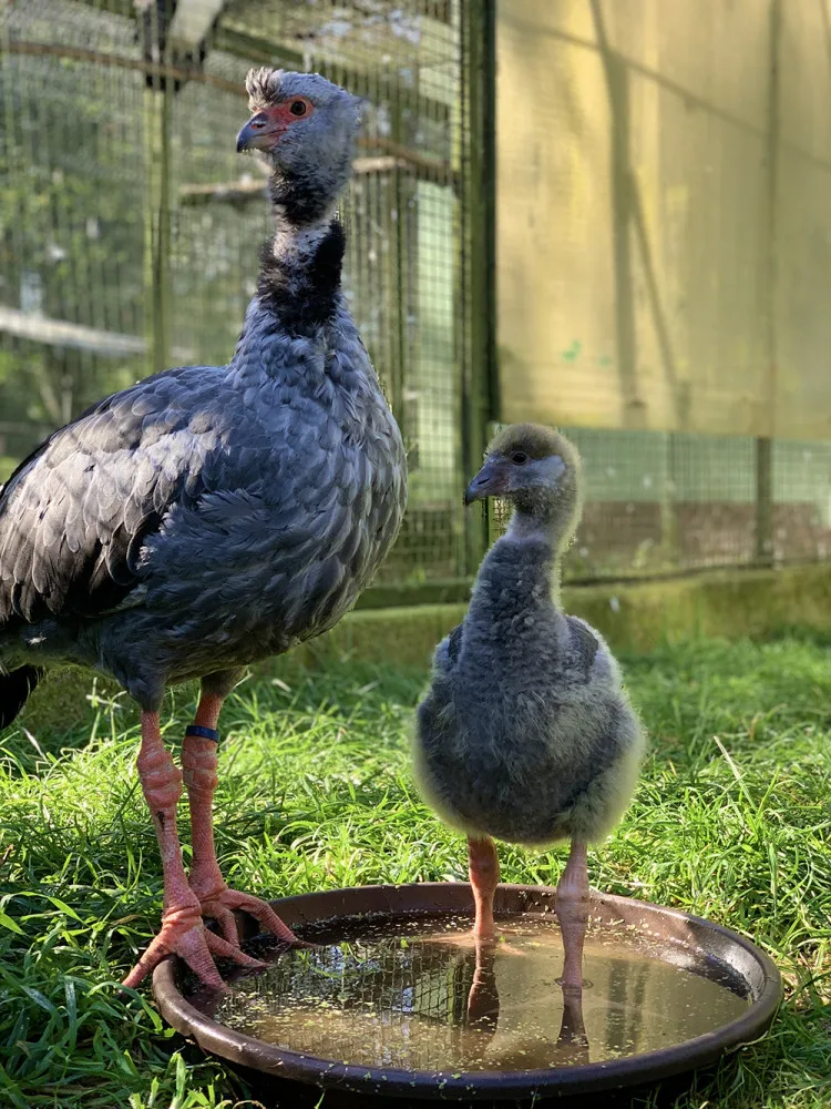 Zoo Olomouc má nového křiklouna. Po letech se podařil náročný odchov čáji obojkové