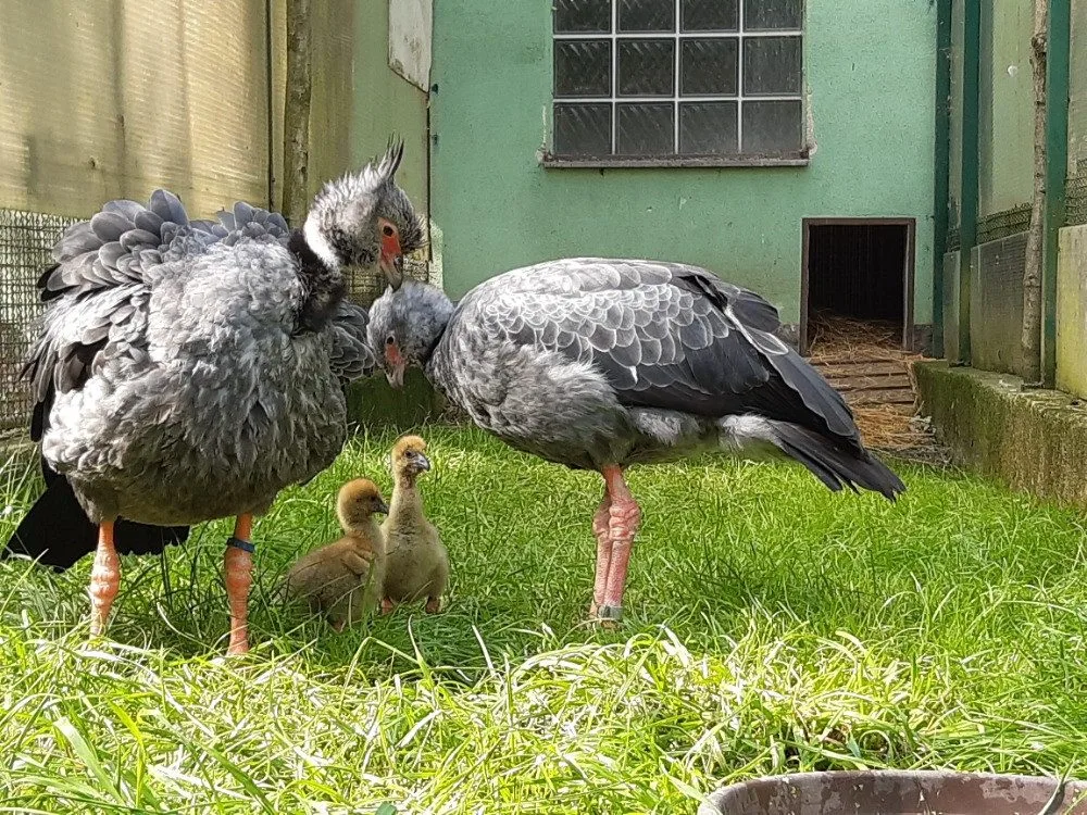 VIDEO: Zoo Olomouc má nového křiklouna. Po letech se podařil náročný odchov čáji obojkové