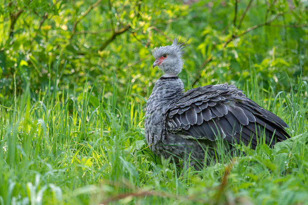 VIDEO: Zoo Olomouc má nového křiklouna. Po letech se podařil náročný odchov čáji obojkové