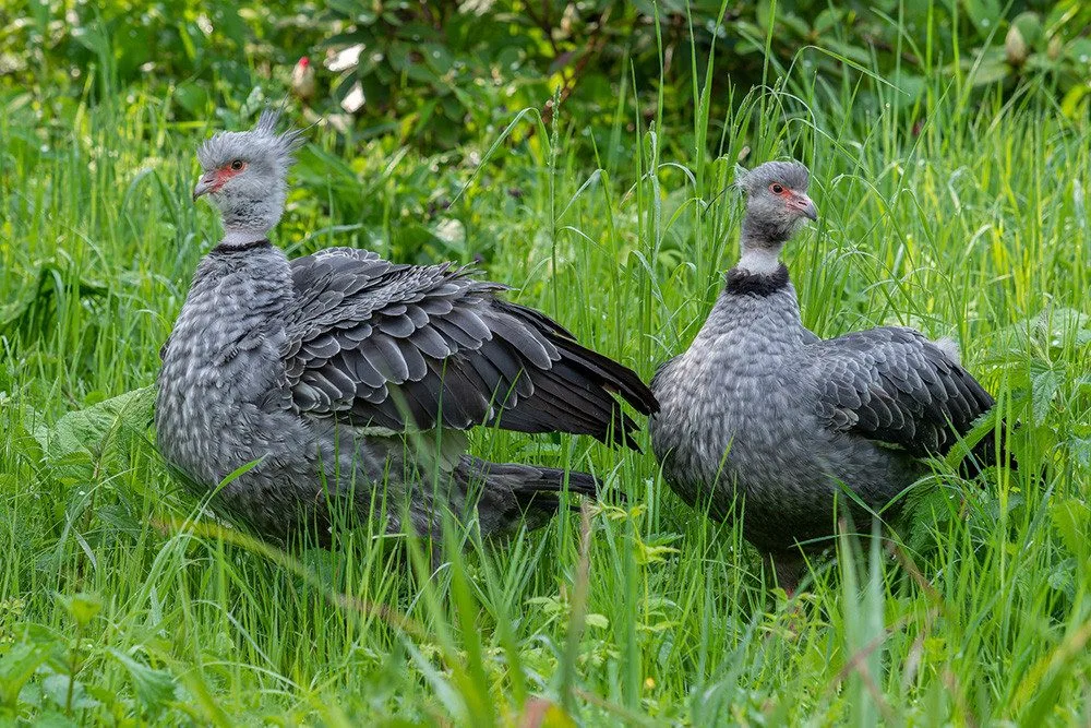 VIDEO: Zoo Olomouc má nového křiklouna. Po letech se podařil náročný odchov čáji obojkové