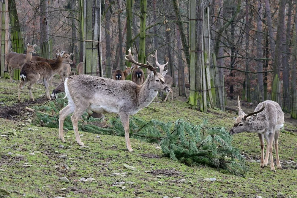 Kam s ním? Vánoční stromeček z obýváku do zoo nepatří, upozorňuje vedení olomoucké zahrady