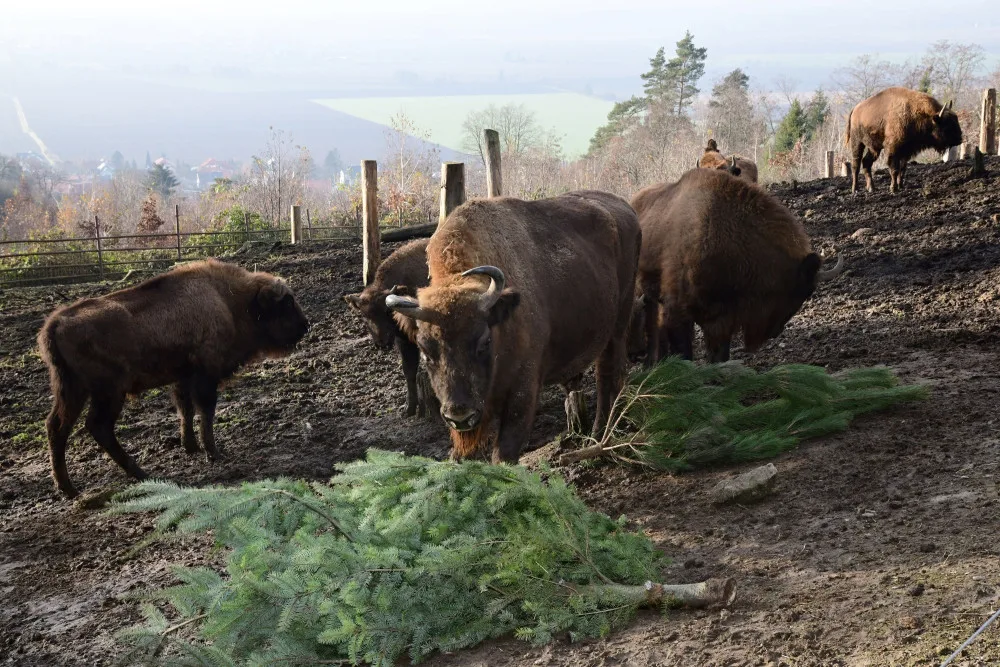 Kam s ním? Vánoční stromeček z obýváku do zoo nepatří, upozorňuje vedení olomoucké zahrady
