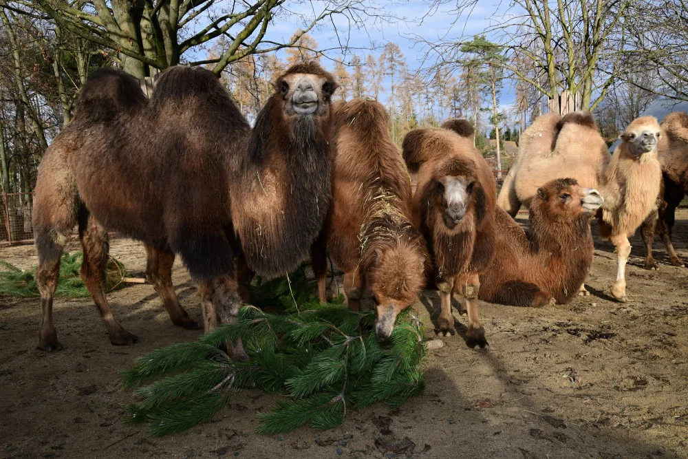 Kam s ním? Vánoční stromeček z obýváku do zoo nepatří, upozorňuje vedení olomoucké zahrady