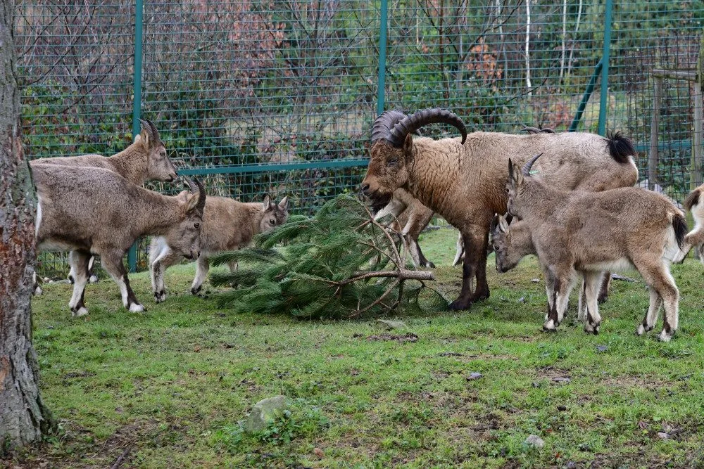 Kam s ním? Vánoční stromeček z obýváku do zoo nepatří, upozorňuje vedení olomoucké zahrady