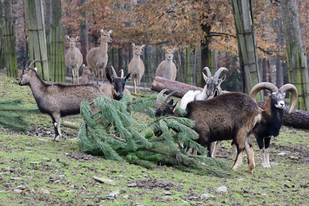 Kam s ním? Vánoční stromeček z obýváku do zoo nepatří, upozorňuje vedení olomoucké zahrady