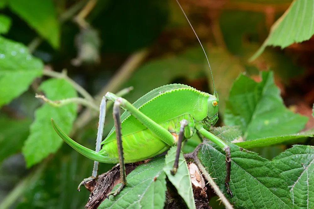 Kobylka Siliquofera grandis
