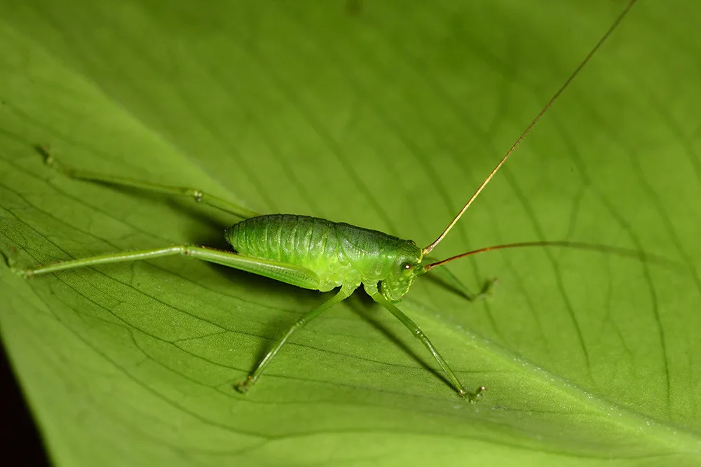 Nymfa kobylky Siliquofera grandis