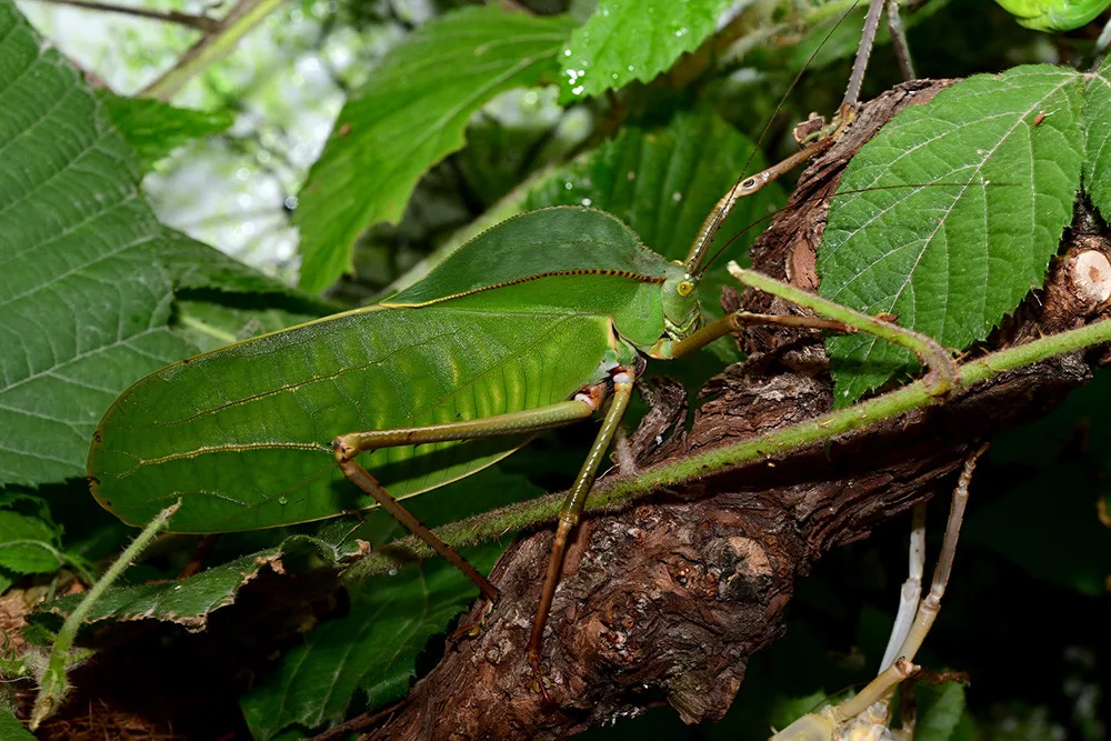 Kobylka Siliquofera grandis