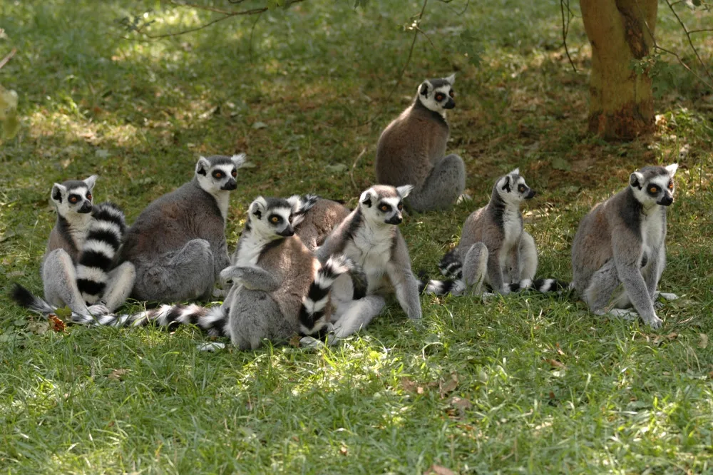 Kolik mají vůbec zvířat? V Zoo Olomouc probíhá takzvaná Zooinventura