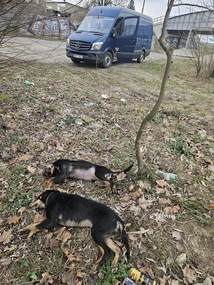 Na okraji Uničova někdo nechal dva zakrvácené mrtvé psy. Obludnost, zní z města