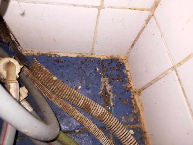 Znečištěné prostory i trus hlodavců. Inspektoři zavřeli kuchyň restaurace v centru Prostějova
