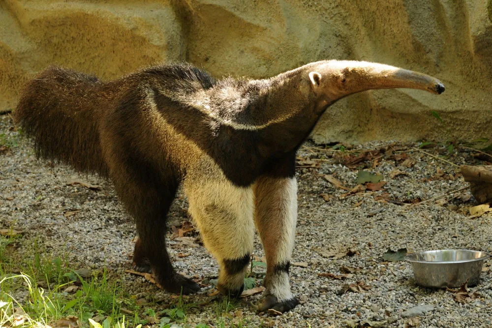 Olomoucká zoo se loučí s mravenečníkem Sylvinem. Zasloužil se o vůbec první odchované mládě v ČR