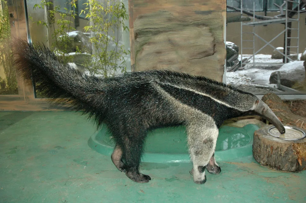 Olomoucká zoo se loučí s mravenečníkem Sylvinem. Zasloužil se o vůbec první odchované mládě v ČR