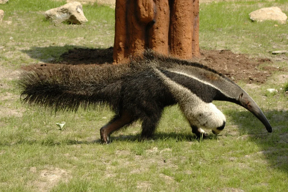 Olomoucká zoo se loučí s mravenečníkem Sylvinem. Zasloužil se o vůbec první odchované mládě v ČR