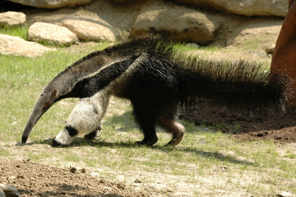 Olomoucká zoo se loučí s mravenečníkem Sylvinem. Zasloužil se o vůbec první odchované mládě v ČR