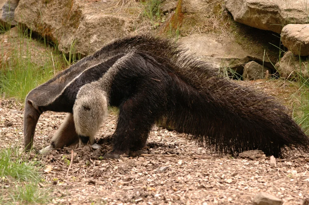 Olomoucká zoo se loučí s mravenečníkem Sylvinem. Zasloužil se o vůbec první odchované mládě v ČR