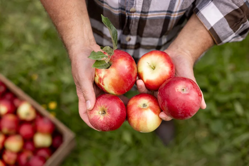 Kofola zachránila Pragerovy sady v Libině, kterým hrozilo vykácení. Z jablek bude vyrábět cidery