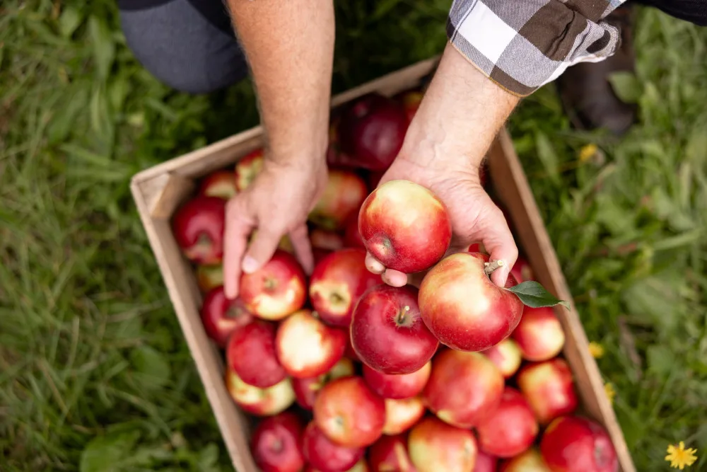 Kofola zachránila Pragerovy sady v Libině, kterým hrozilo vykácení. Z jablek bude vyrábět cidery