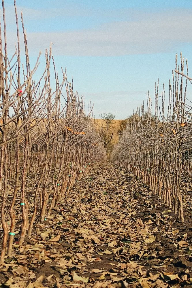 Kofola zachránila Pragerovy sady v Libině, kterým hrozilo vykácení. Z jablek bude vyrábět cidery