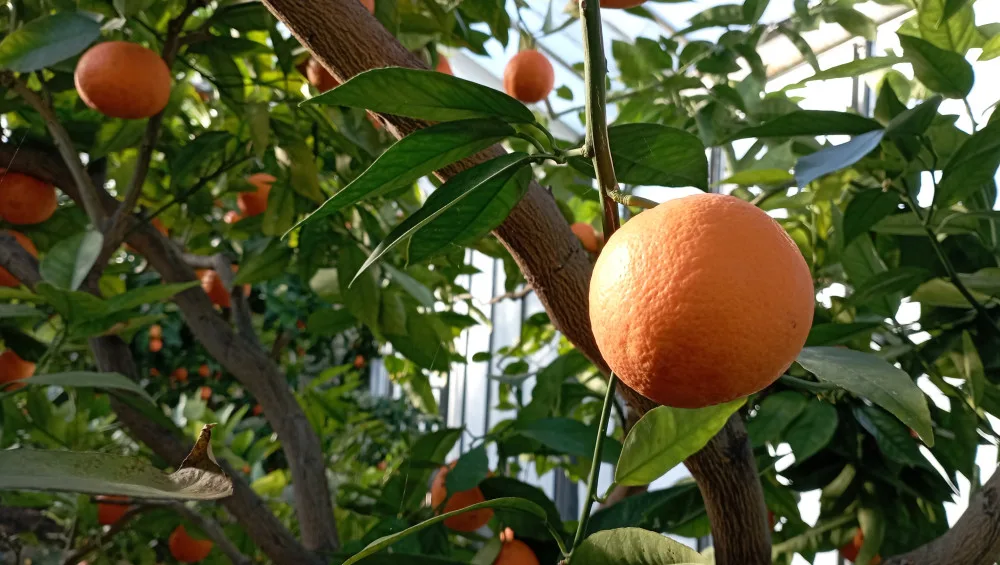 Vůně citrusů v únoru. Olomoucké Sbírkové skleníky se otevírají