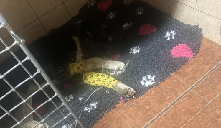 Pejsek Benny ze Šumperska, kterého někdo střelil do hlavy a zahrabal, se zotavuje. Unie našla jeho hrob