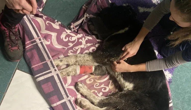 Pejsek Benny ze Šumperska, kterého někdo střelil do hlavy a zahrabal, se zotavuje. Unie našla jeho hrob