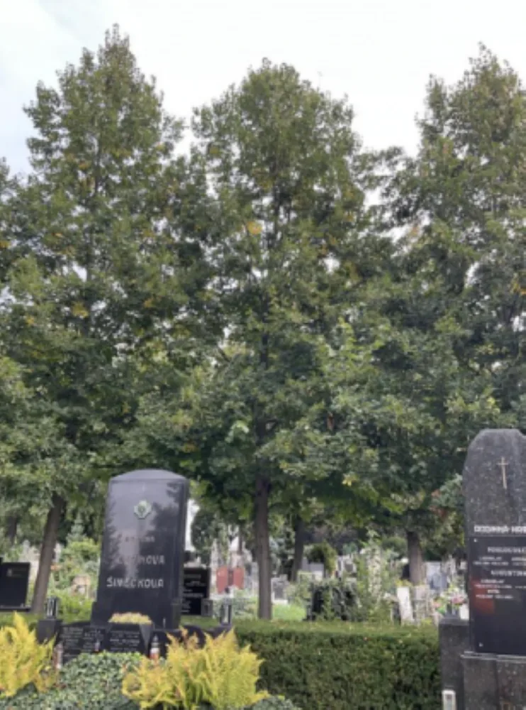 Šestadvacet lip na hlavní aleji na hřbitově v Prostějově čeká kácení. Jde o plánované rozvolnění