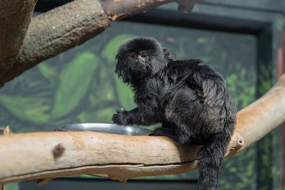 Do olomoucké zoo přicestovala ze Slovinska opice rodu kalimiko