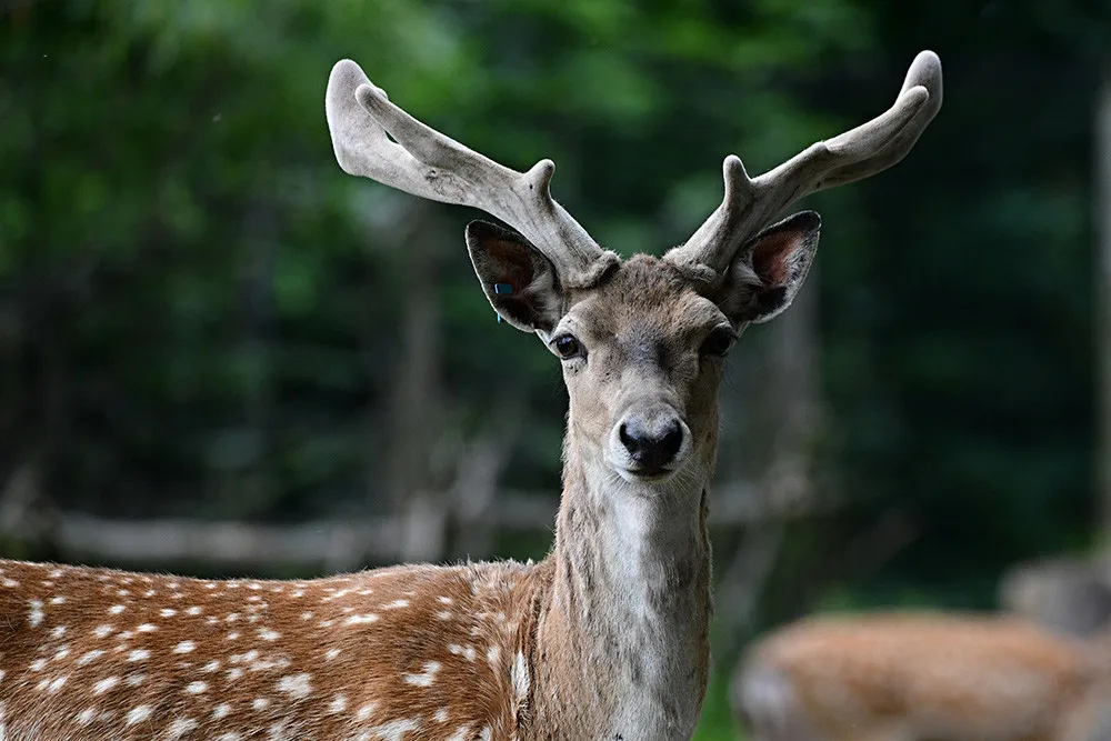 Zoo Olomouc rozšiřuje chov mimořádně vzácného daňka mezopotámského