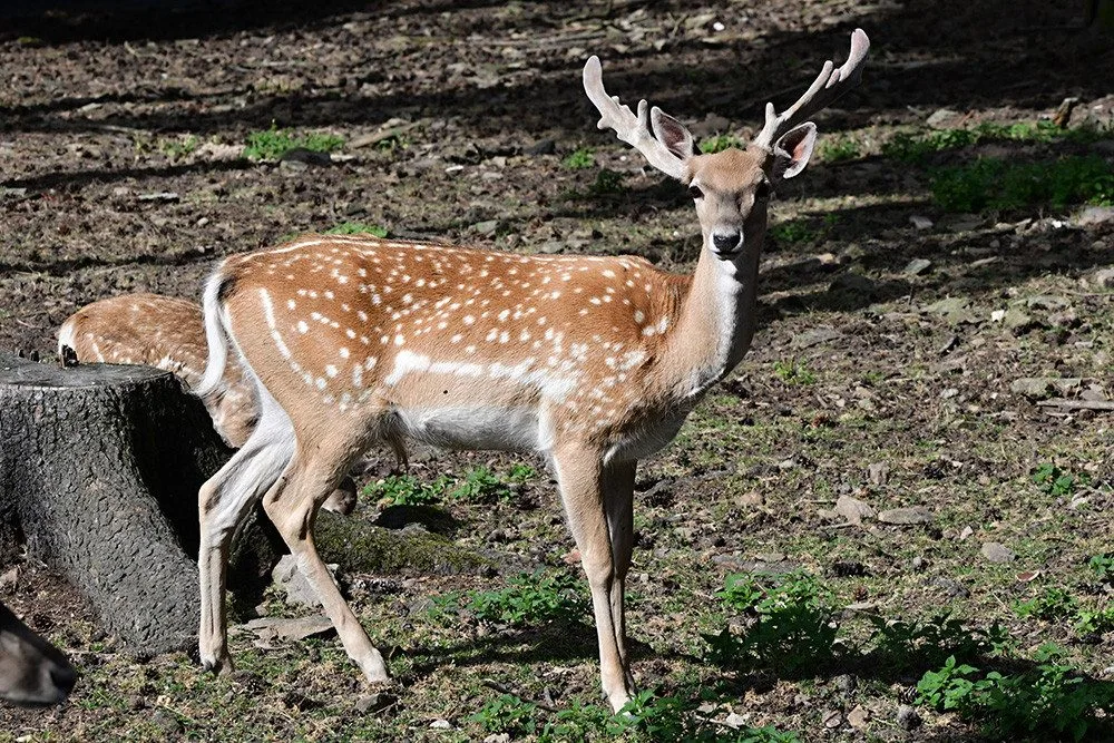 Zoo Olomouc rozšiřuje chov mimořádně vzácného daňka mezopotámského