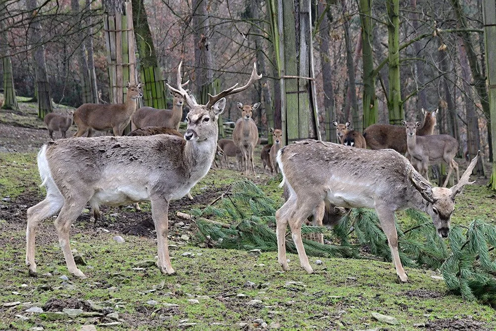 Zoo Olomouc rozšiřuje chov mimořádně vzácného daňka mezopotámského