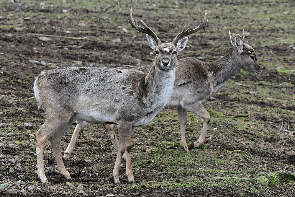 Zoo Olomouc rozšiřuje chov mimořádně vzácného daňka mezopotámského
