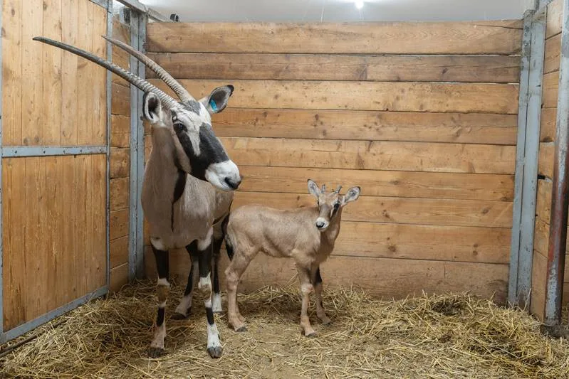 Olomoucká zoo si připisuje další úspěch. Tentokrát za narozené oryxe