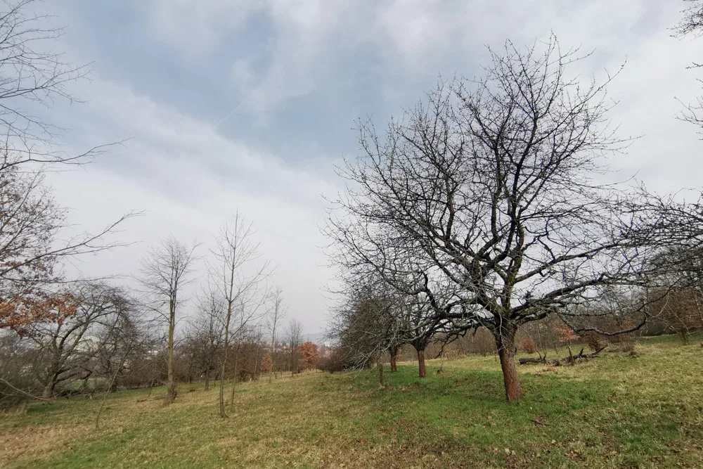 Vzácný sad u Šternberka nezůstane bez péče. Na práci zesnulého ekologa navazují jeho blízcí