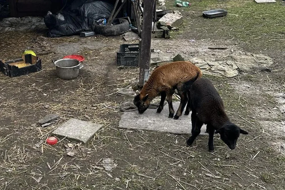 Pokálené obydlí, paraziti a nedostatek krmiva. Inspektoři objevili na Litovelsku zubožené psy a ovce