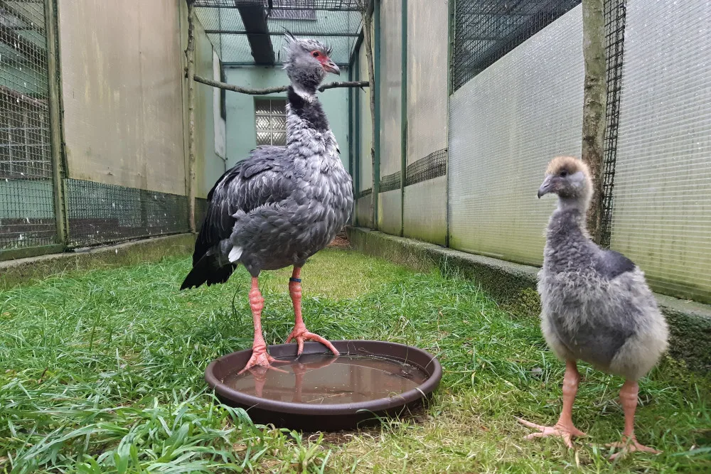Olomoucká zoo navázala na loňský úspěch. Odchovala dvě nová mláďata křiklounů