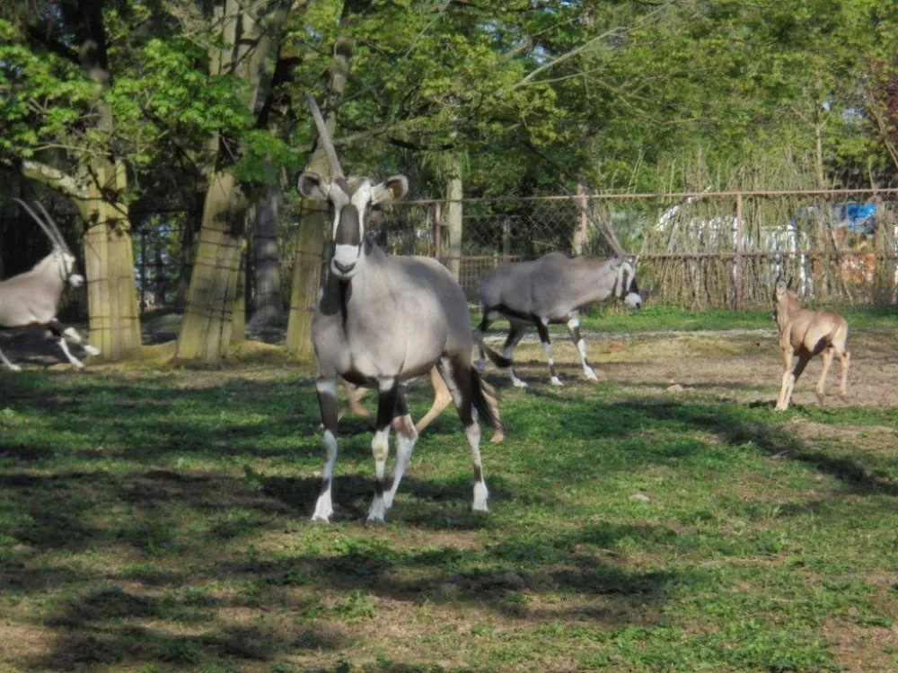 Olomoucká zoo již vypustila do výběhu stádo oryxů. Patří k nejúspěšnějším chovatelů v Evropě