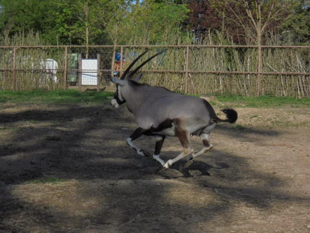 Olomoucká zoo již vypustila do výběhu stádo oryxů. Patří k nejúspěšnějším chovatelů v Evropě