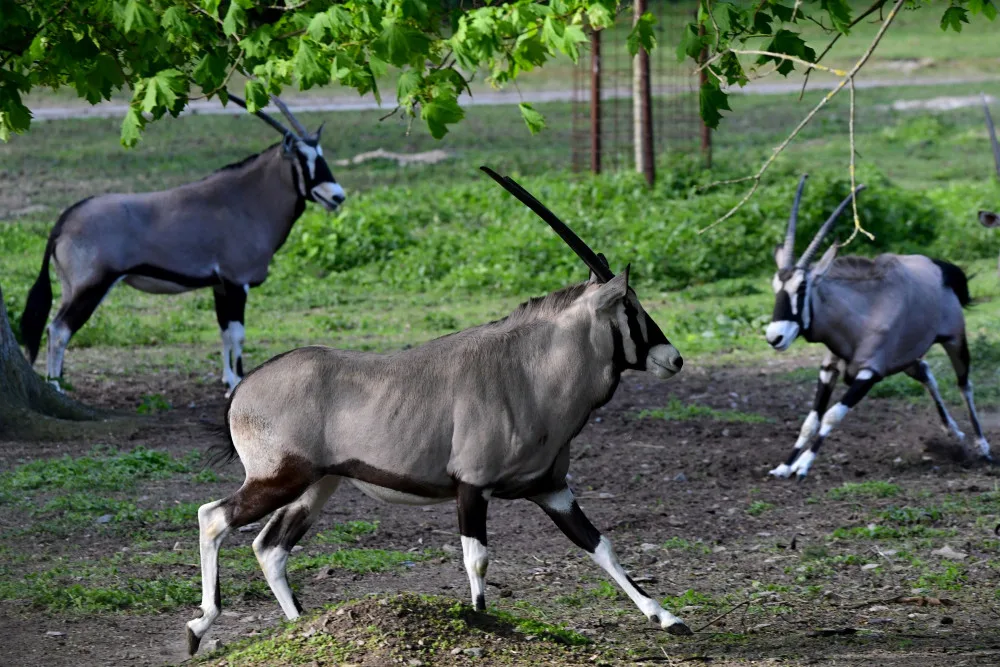 Olomoucká zoo již vypustila do výběhu stádo oryxů. Patří k nejúspěšnějším chovatelů v Evropě