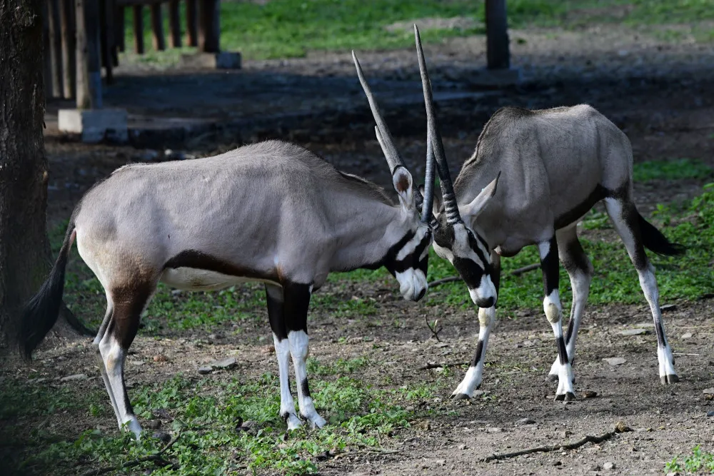 Olomoucká zoo již vypustila do výběhu stádo oryxů. Patří k nejúspěšnějším chovatelů v Evropě