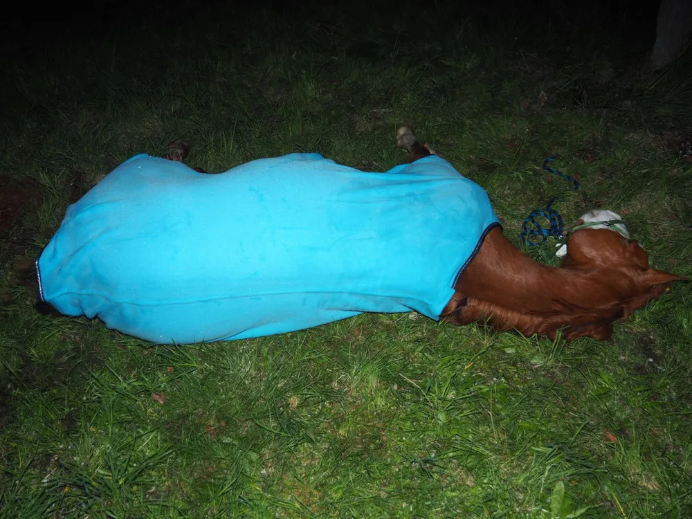 Ve Velkých Losinách se splašil kůň a skočil do cesty kamionu. Veterinářka musela zvíře utratit