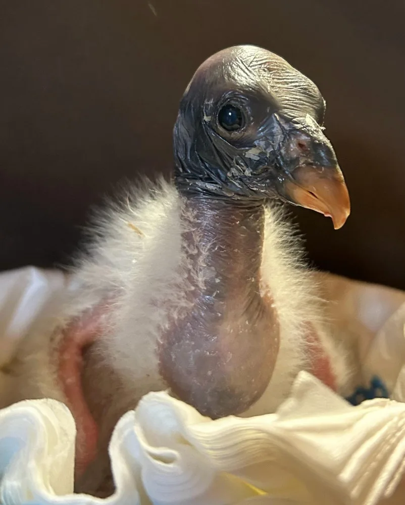 Zoo Olomouc po 14 letech odchovává kondora, klíčová byla pomoc odborníků v Liberci