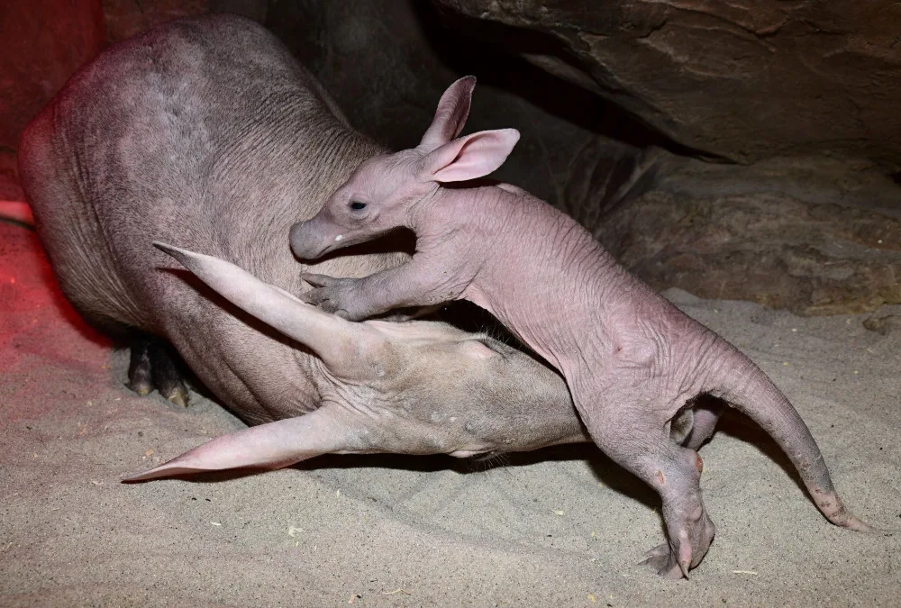 Zázrak se podařil. Olomoucké zoo se podařilo odchovat mládě velmi vzácného hrabáče
