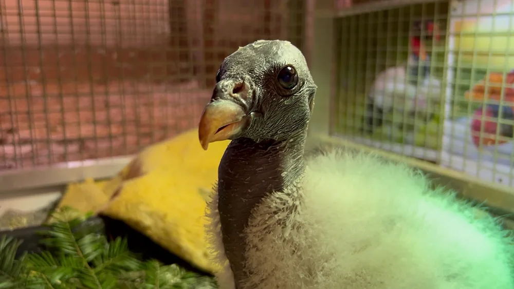 Mládě kondora královského odchovává Zoo Olomouc po 14 letech