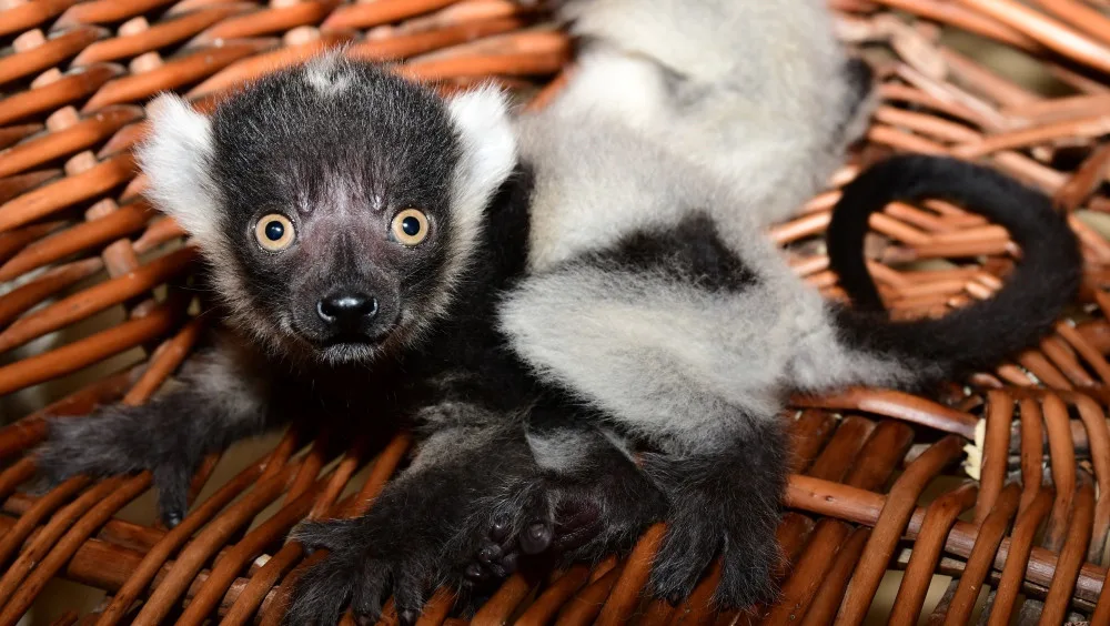 Lemuři z olomoucké zoo mají trojčata. Dvěma roztomilým samečkům a samičce se daří výborně