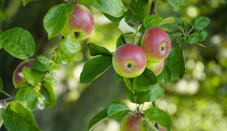 size3-apples-8306677_1280