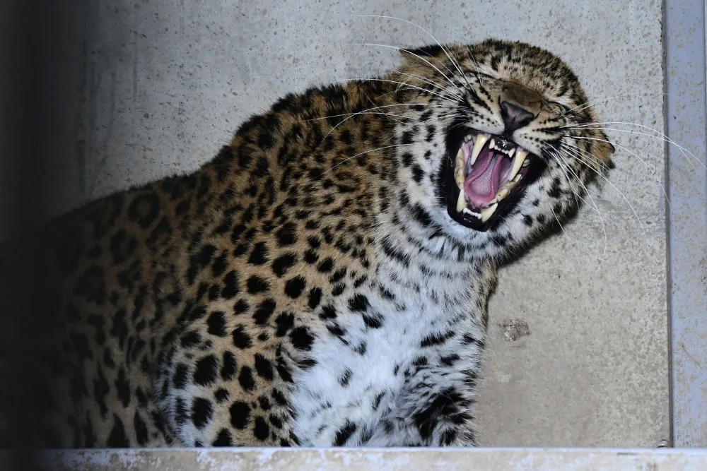 Olomoucká zoo chová nový druh levharta. Ale jen dočasně