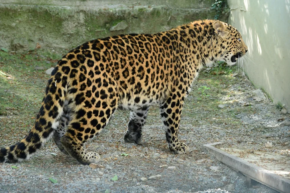 Olomoucká zoo chová nový druh levharta. Ale jen dočasně