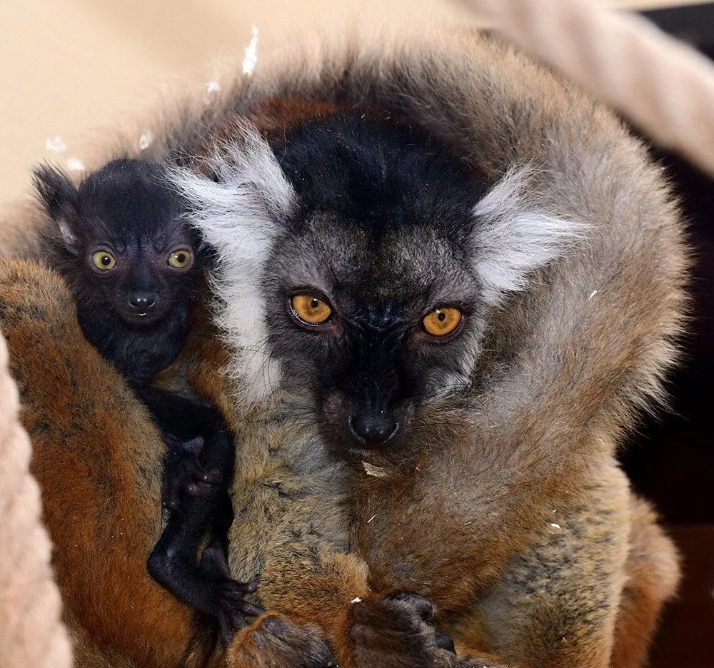 Mláďata lemurů nosí samice na svém těle